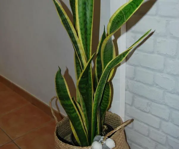 公寓 Casa Yerida Cotillo